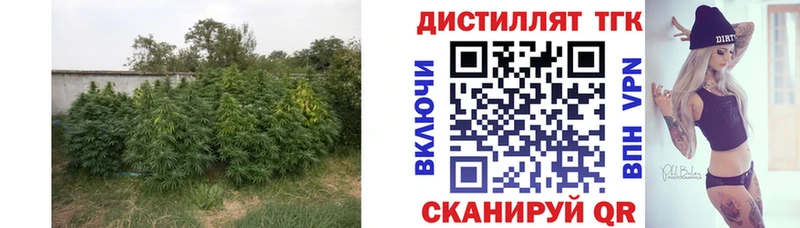 mega tor  Каменногорск  Дистиллят ТГК THC oil 